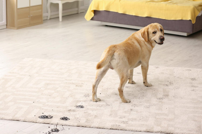 HOW TO TAKE CARE OF YOUR RUGS